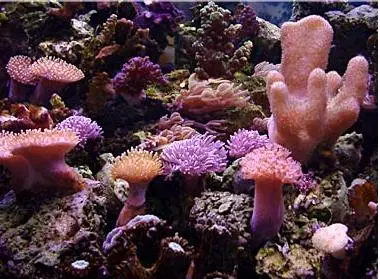SoftCoral mix (Blødkoral mix)